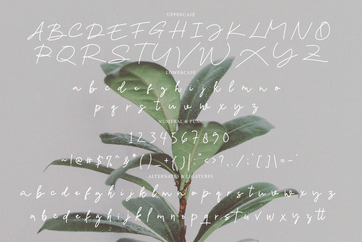 漂亮的手写签名风格装饰字体 Miguera - Casual Handwritten