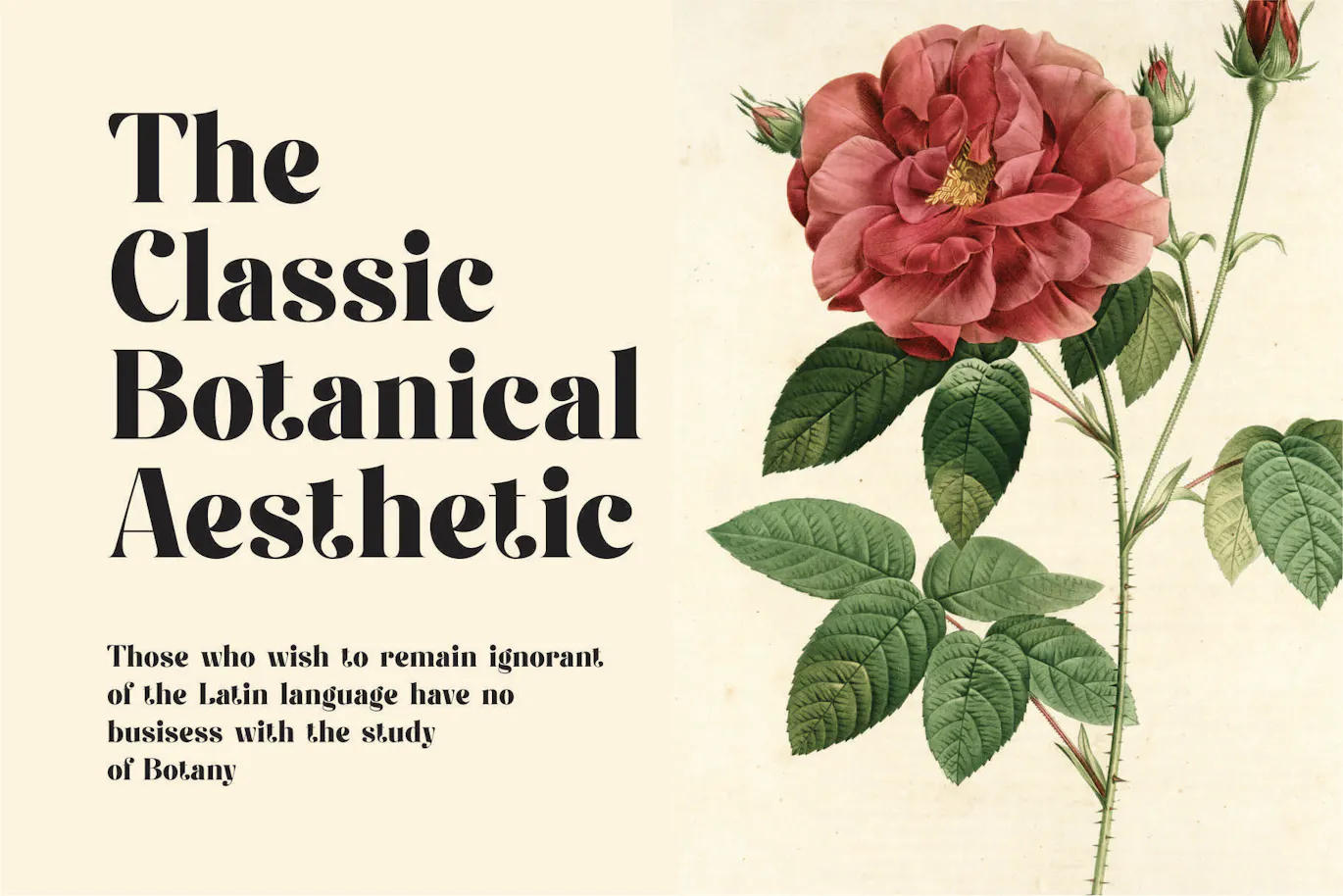 独特且非常优雅的英文字体 - Fiontina Display Typeface Font